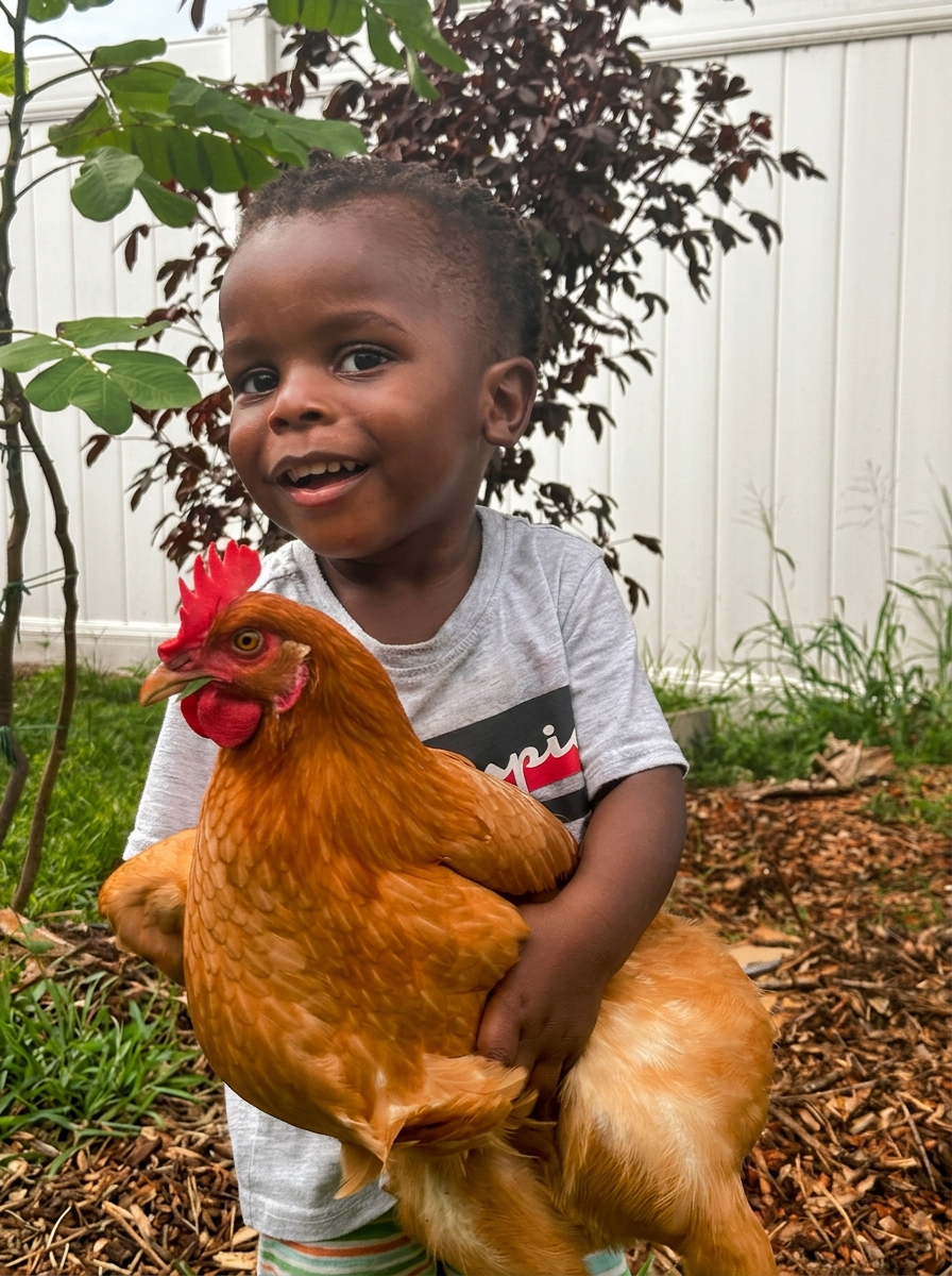 A young child gently holding one of our backyard hens